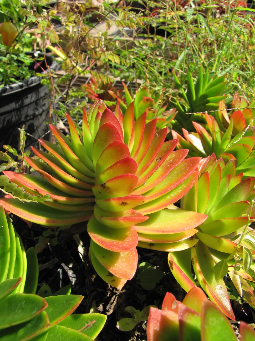 Crassula 'Campfire' verte et jaune