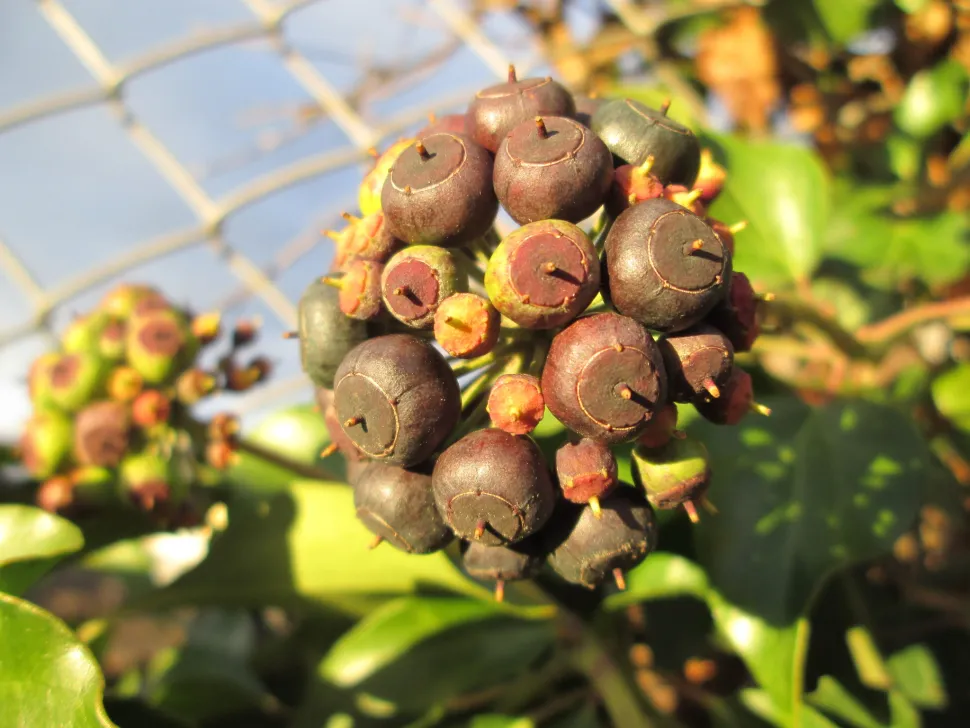 Fruto da hera comum