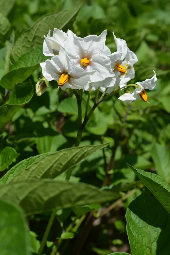 Flor de batata