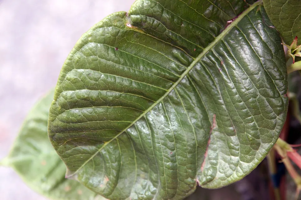 Groen blad Mandevilla amabilis