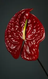 Anthurium andreanum red flower