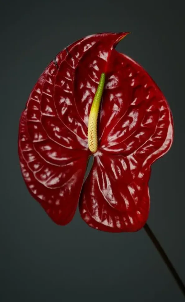 Fleur rouge d'Anthurium andraeanum