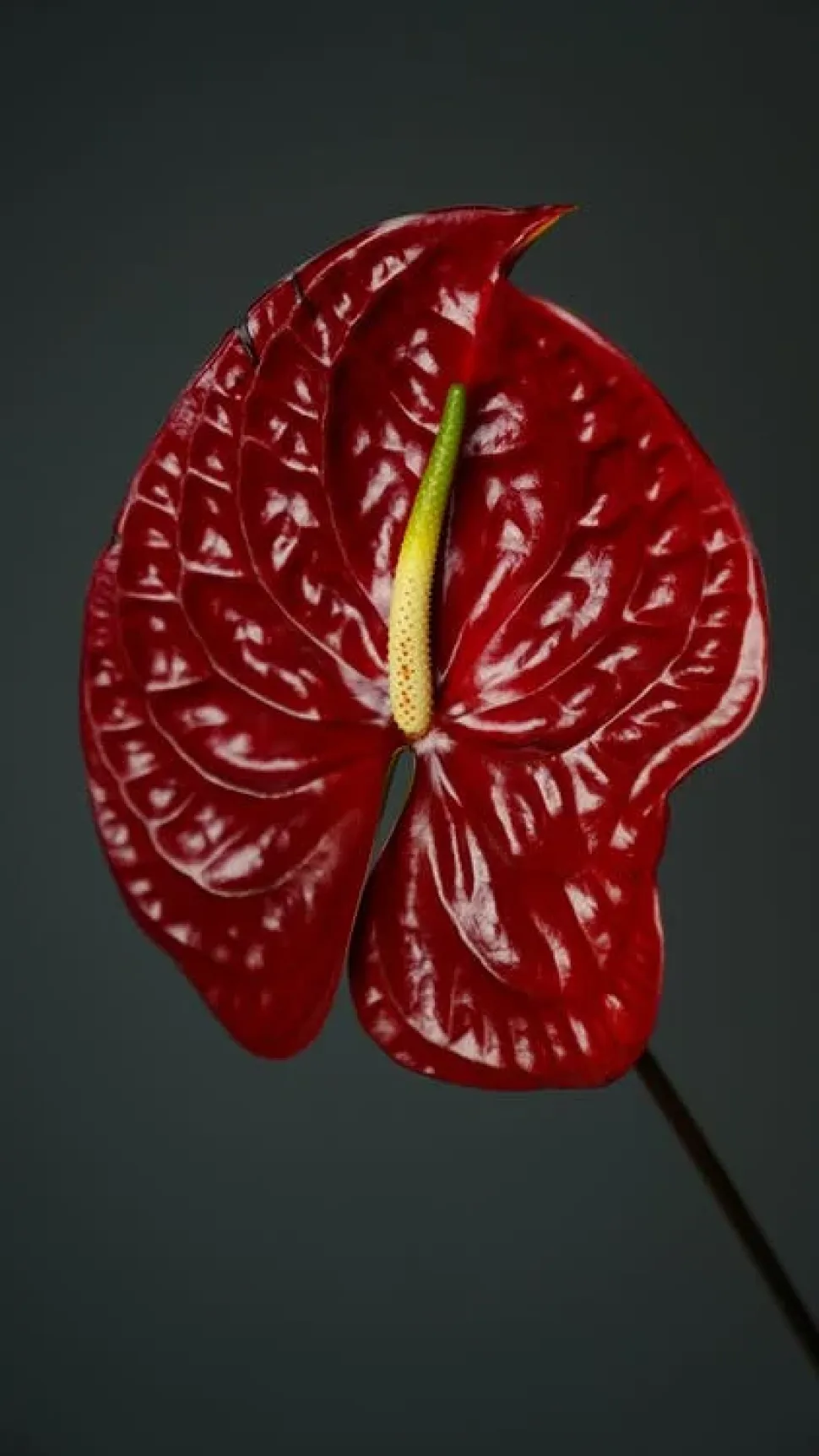 Rote Blüte von Anthurium andreanum