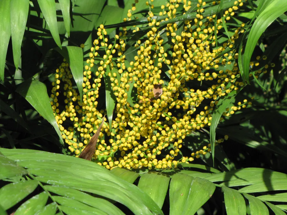 Yellow dwarf palm fruit