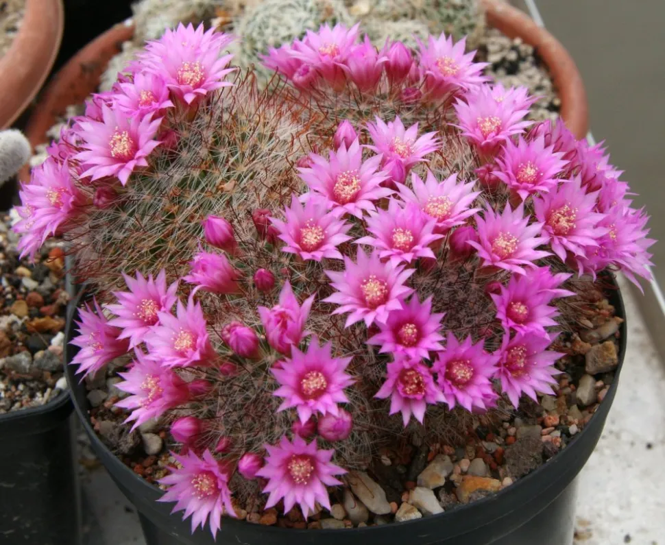 Flowering cactus Mammillaria zeilmanniana