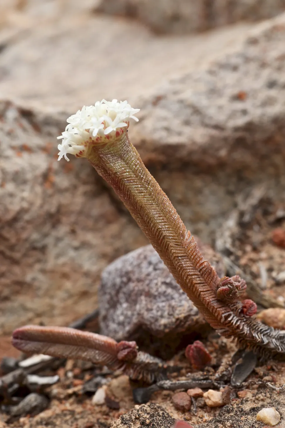Crassula pyramidalis in bloei