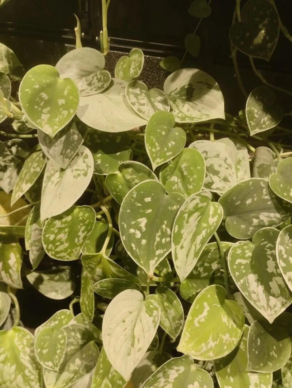 Grünes Laub mit silbernen Flecken Scindapsus Silvery Ann