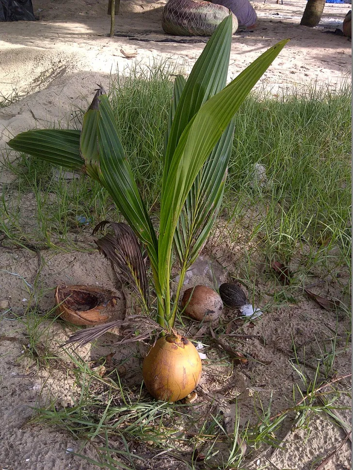 Cocotero joven Cocos nucifera
