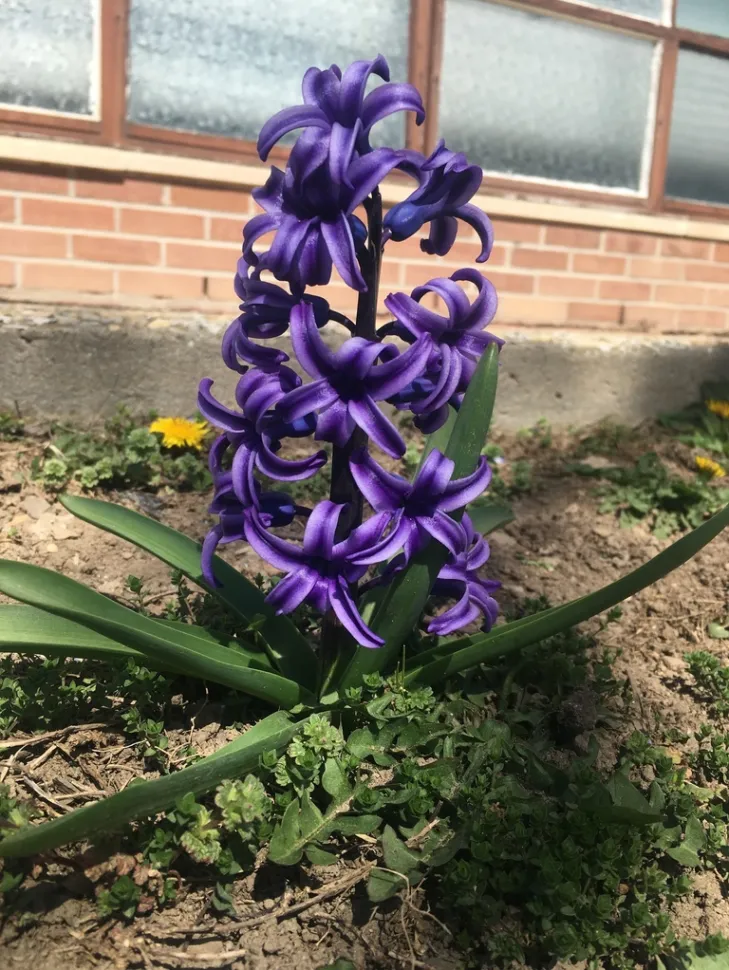 Hyacinth in the ground