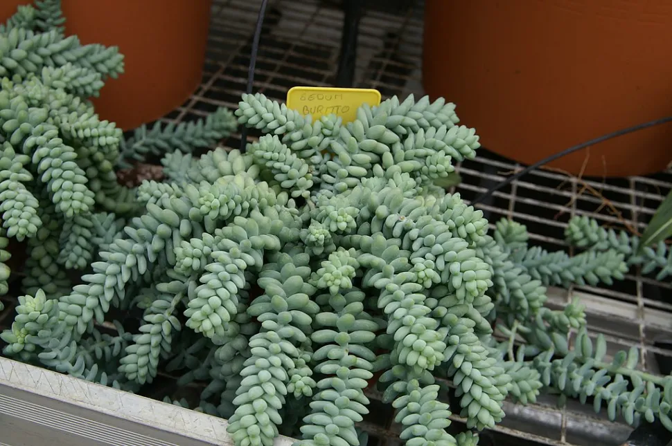 Grote Sedum burrito in pot