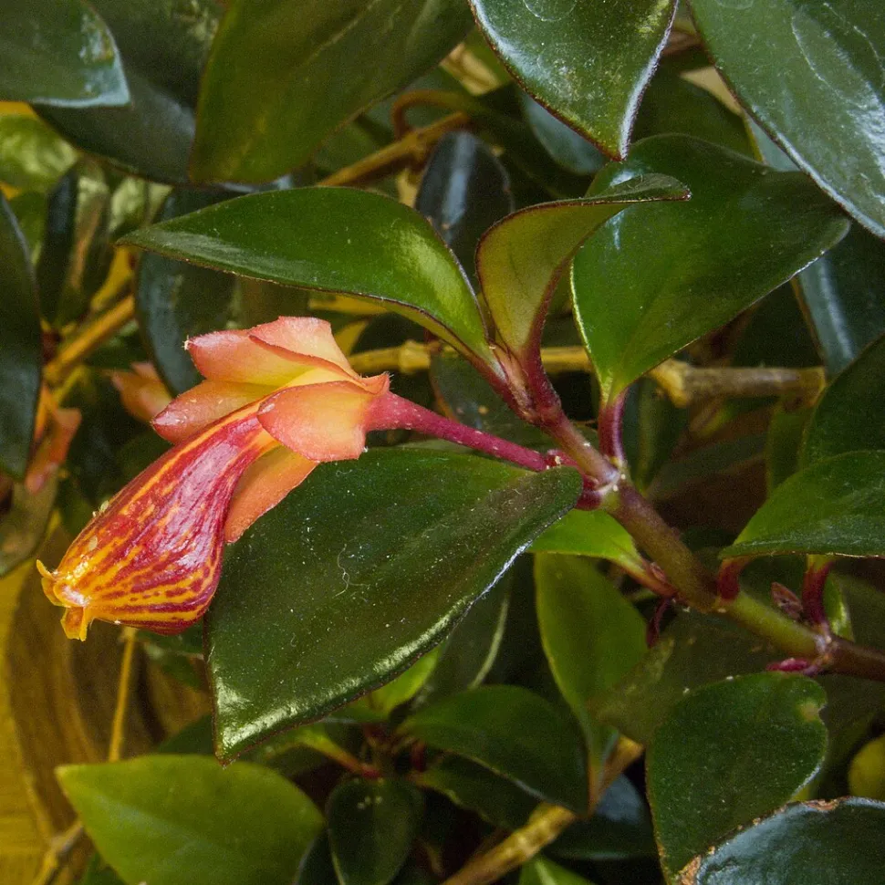 Flores Nematanthus gregarius 'Tropicana