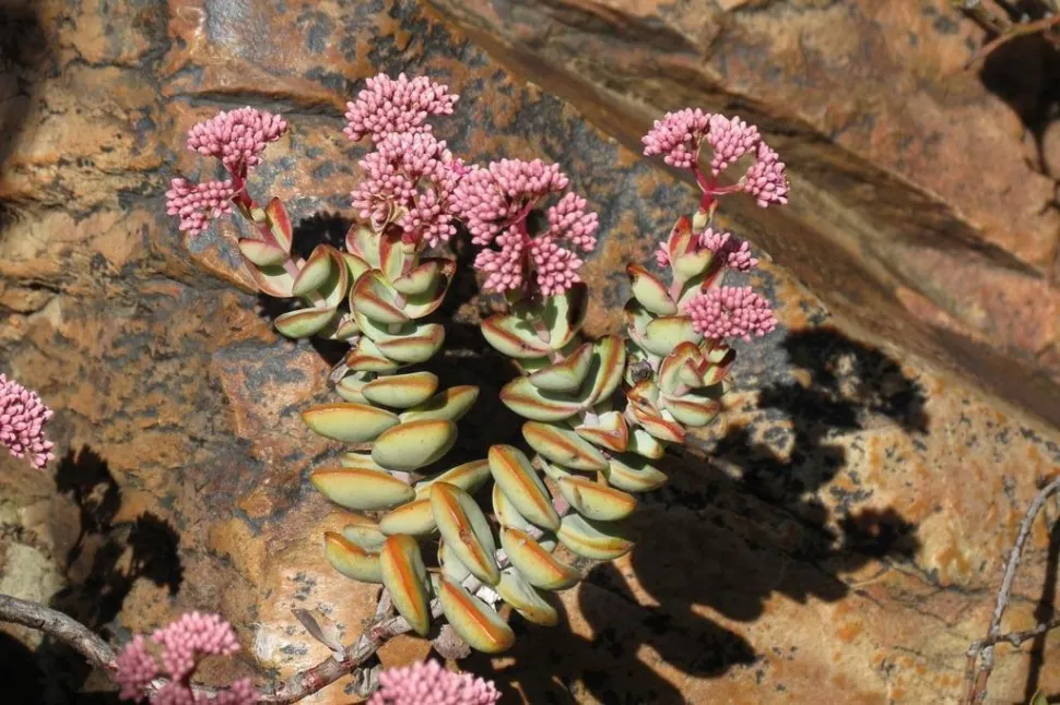 Crassula rupestris in flower