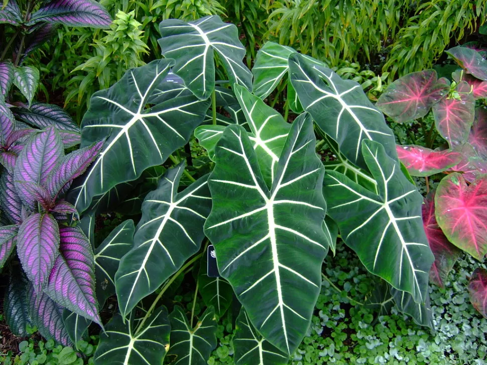 Alocasia Frydek verde y blanca