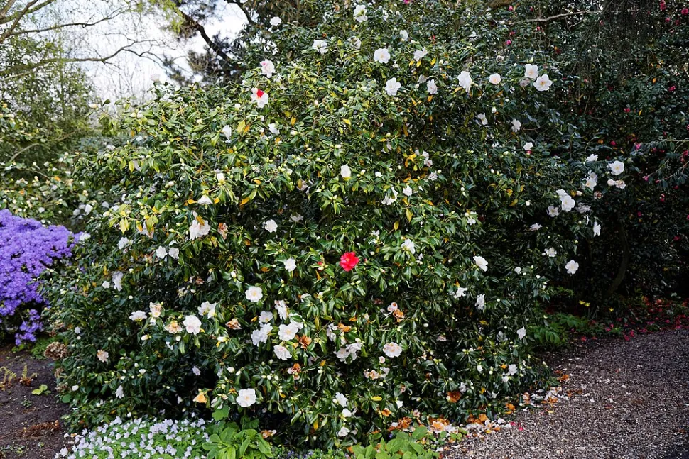 Camellia 'Lady Vansittart' rood wit roze