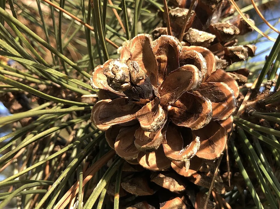 Piña Pinus nigra