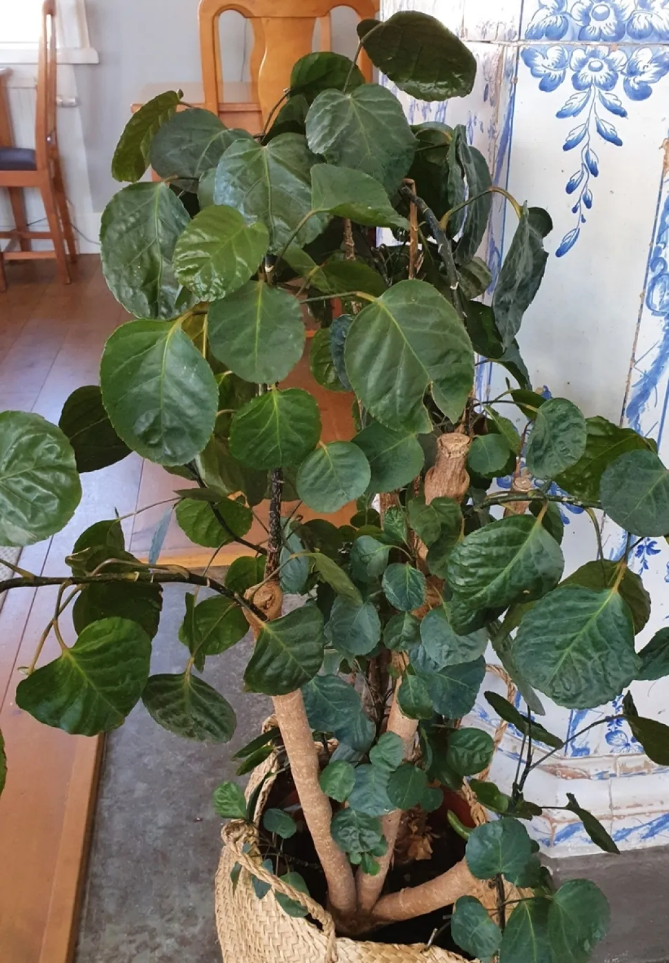 Polyscias fabian num vaso