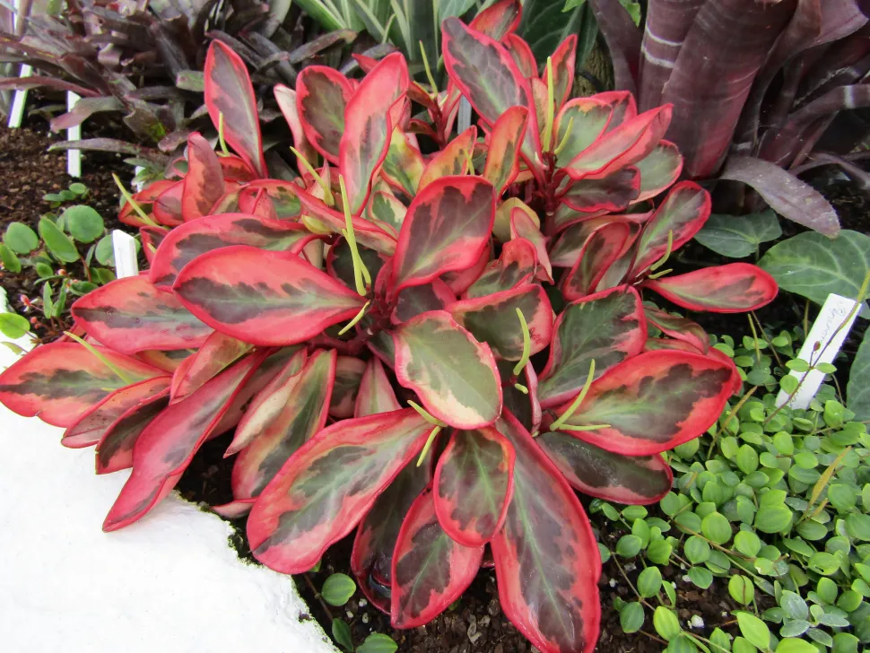Peperomia clusiifolia rosa-grün-cremefarben