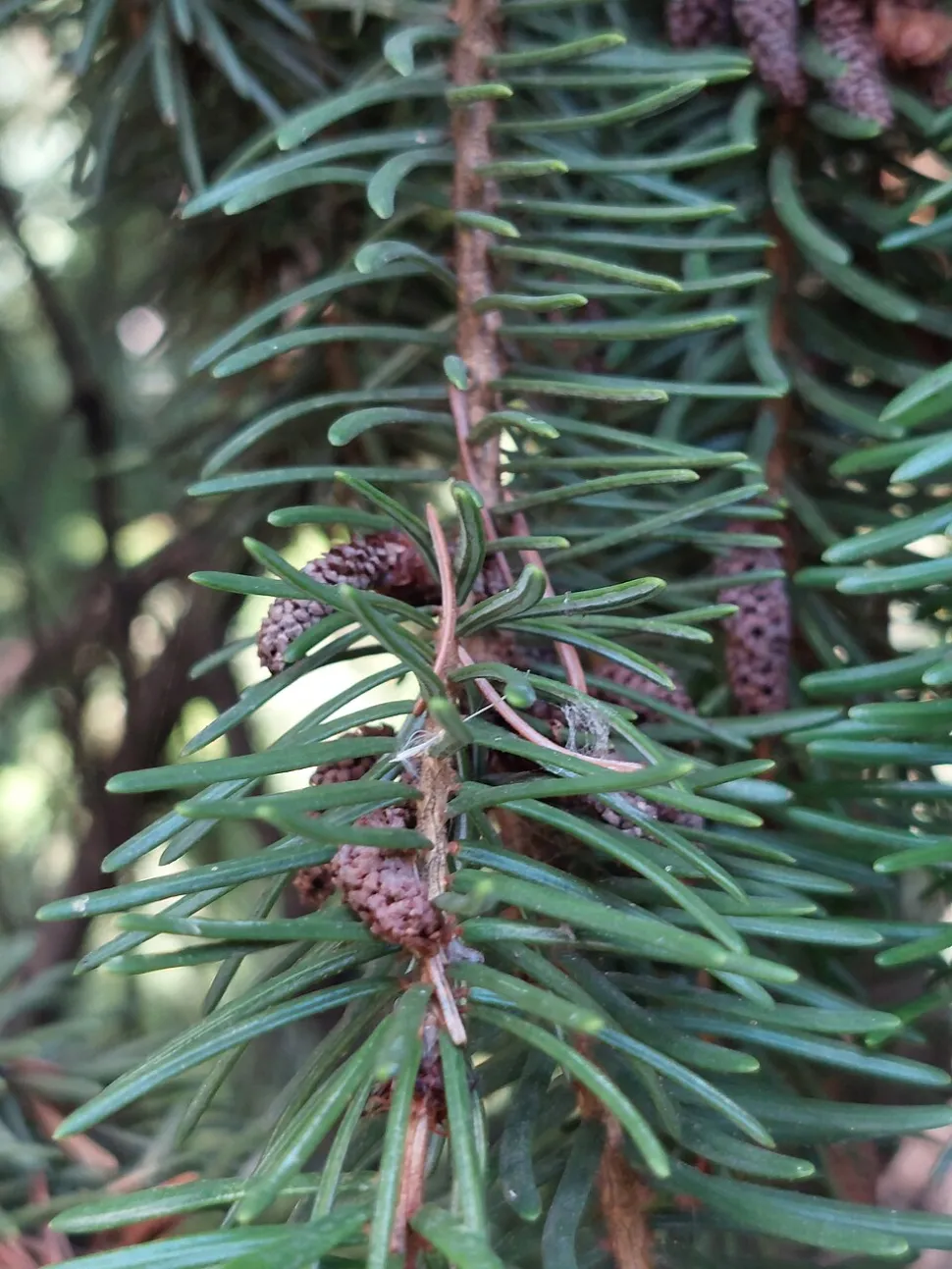 Serbian spruce needles