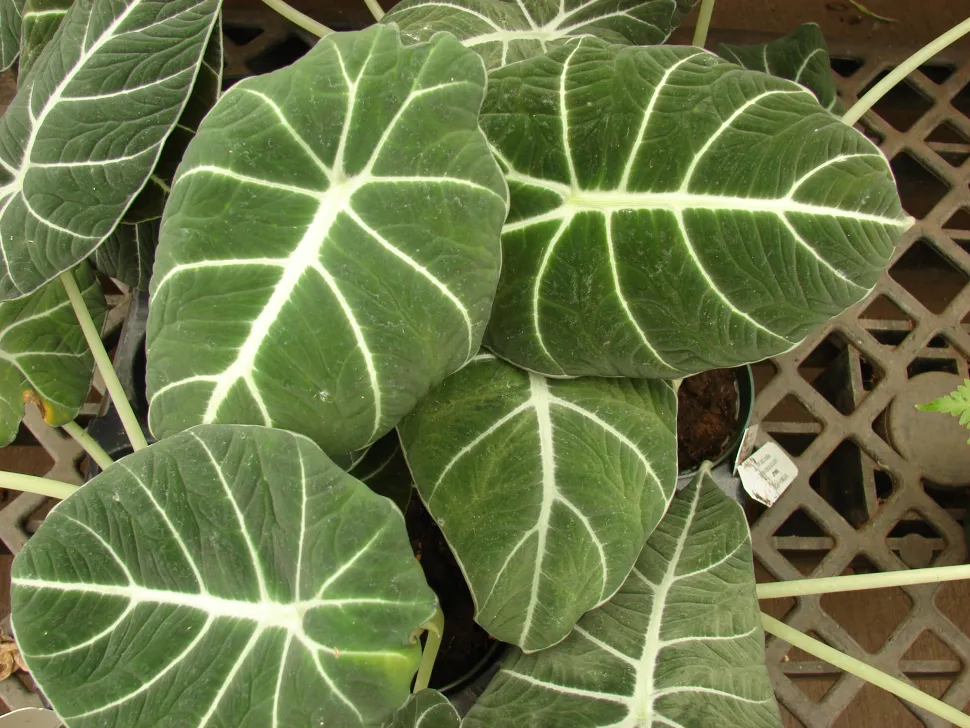 Alocasia reginula 'Black Velvet