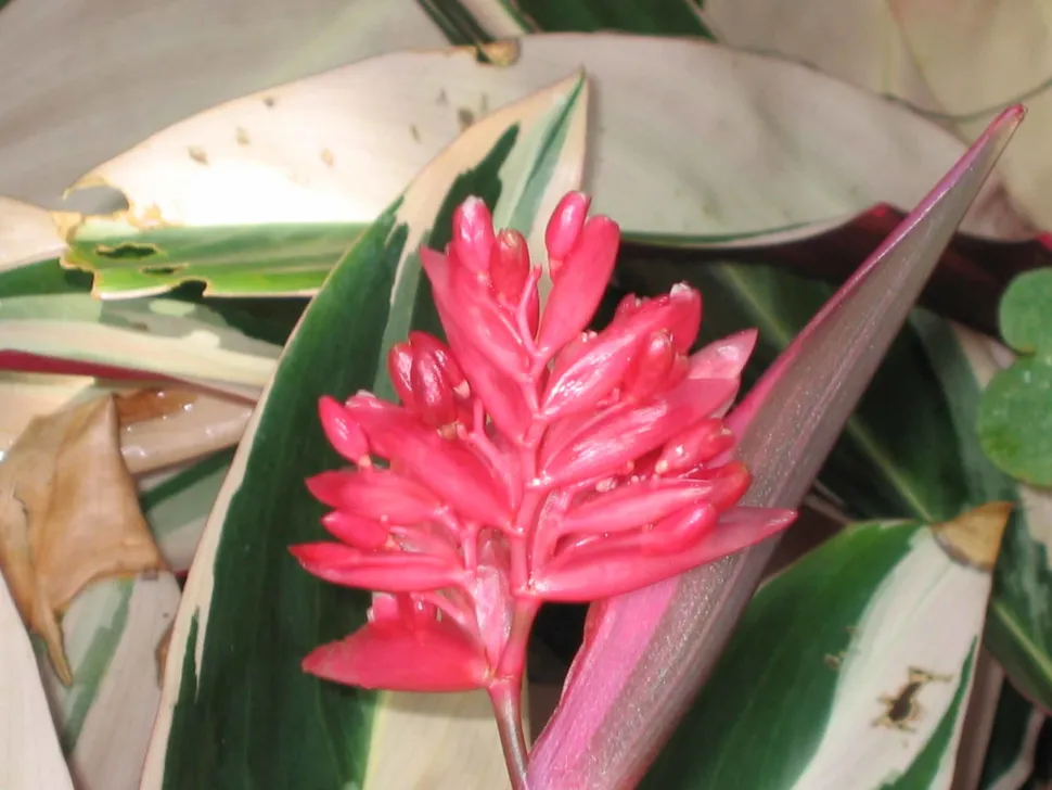 Flores vermelhas de Ctenanthe oppenheimiana