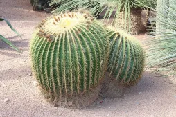 Kroenleinia grusonii en un jardín de rocas