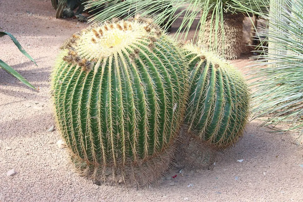 Kroenleinia grusonii i en stenhave