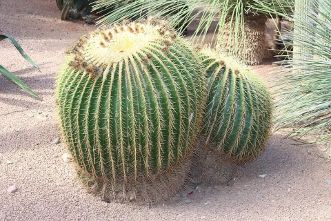 Kroenleinia grusonii in un giardino roccioso
