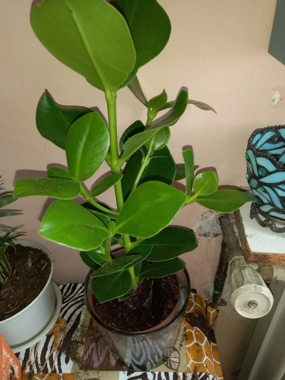 Clusia rosea in een pot