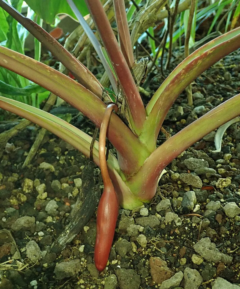 Homalomena rubescens brune stængler