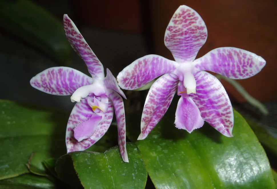 Orchidée aux fleurs blanches et violettes Lueddemanniana