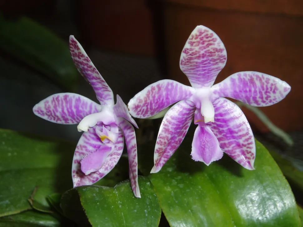 Orquídea con flores blancas y violetas Lueddemanniana