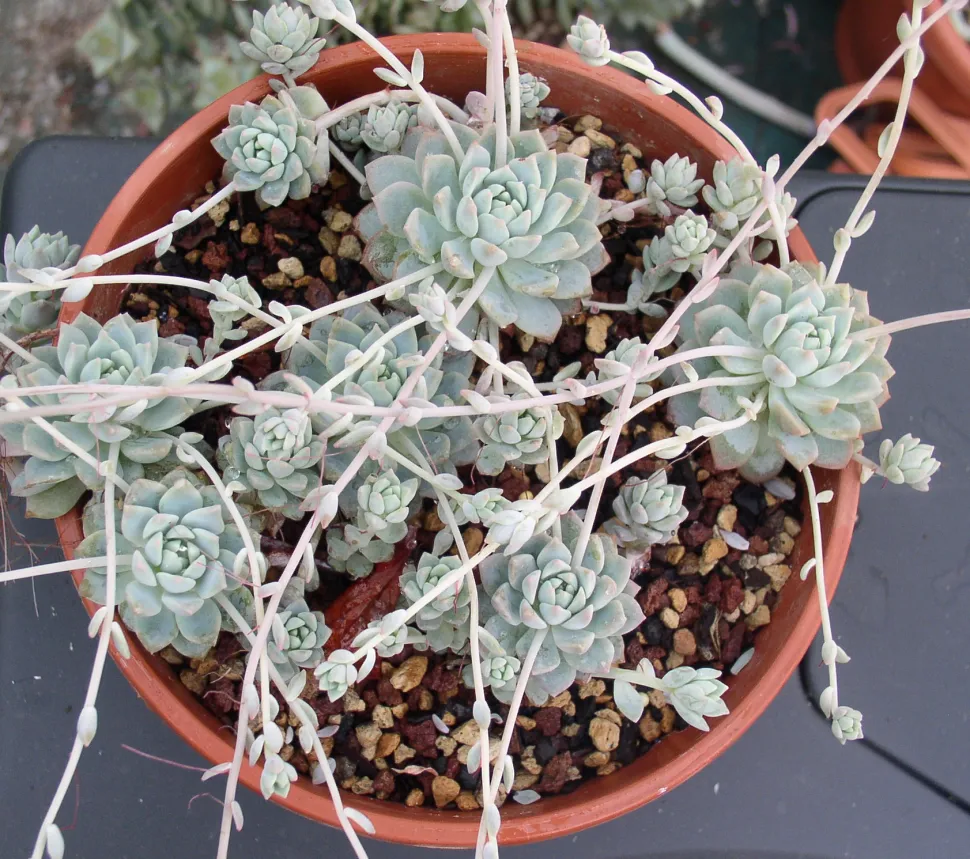 Fettpflanze mit langen Ausläufern Echeveria prolifica