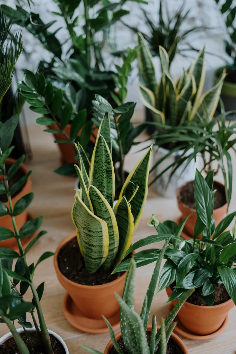 Samling af flere stueplanter