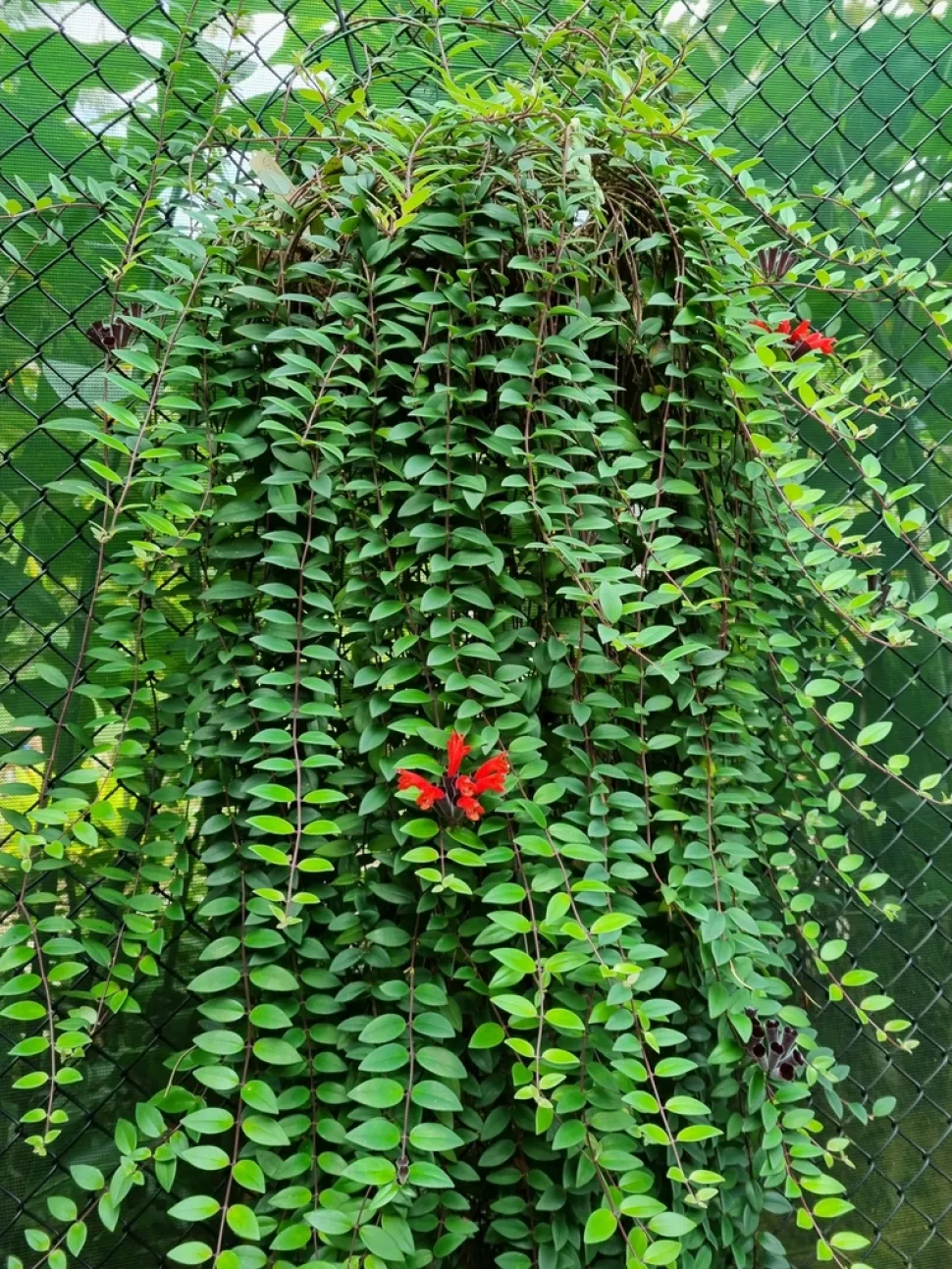 Aeschnynanthus radicans in potten en hanging baskets