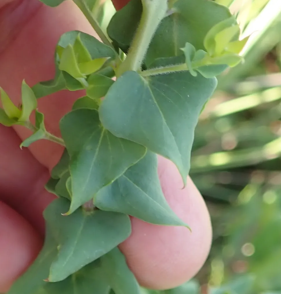 Polygala fruticosa blade