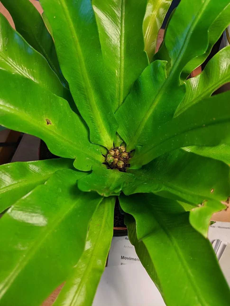 Asplenium antiquum coração de feto