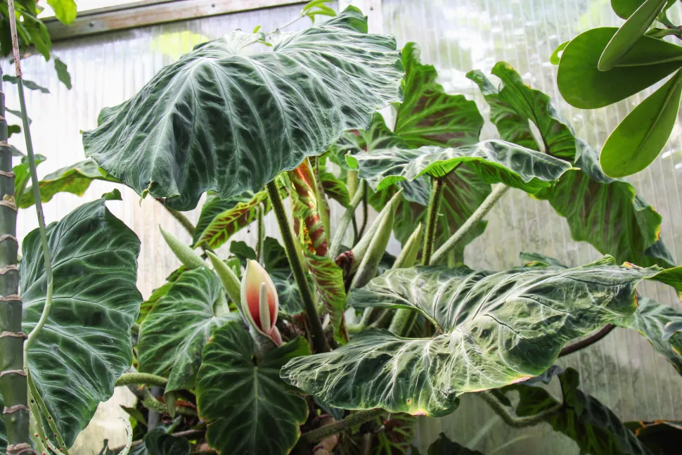 Philodendron verrucosum em flor