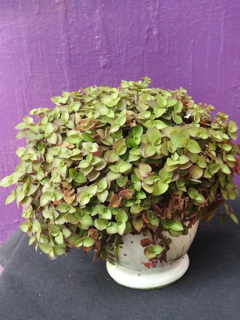 Callisia repens im Topf