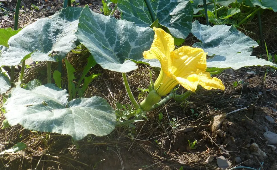 Gele bloem groene bladeren flespompoen