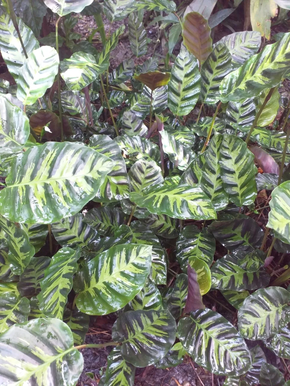 Hojas contrastadas de Calathea lietzei