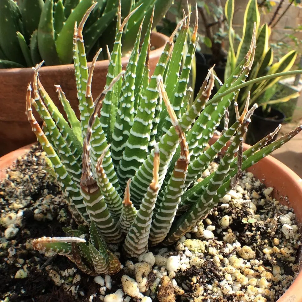 Vetplant groene bladeren witte strepen