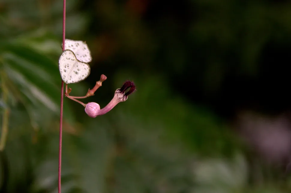 Blüte von Ceropegia woodii