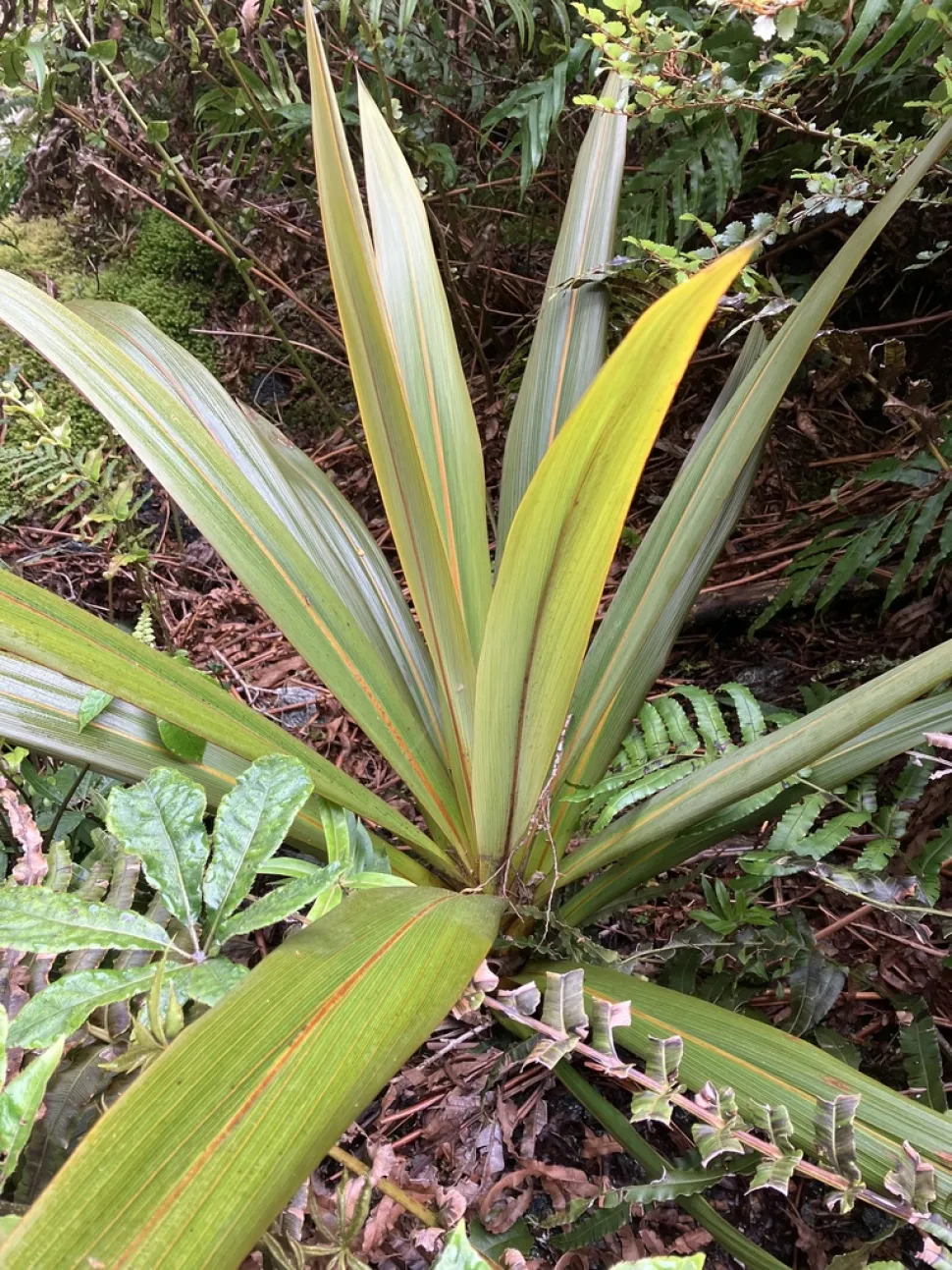 Folhas verdes com nervuras vermelhas Coryline indivisa