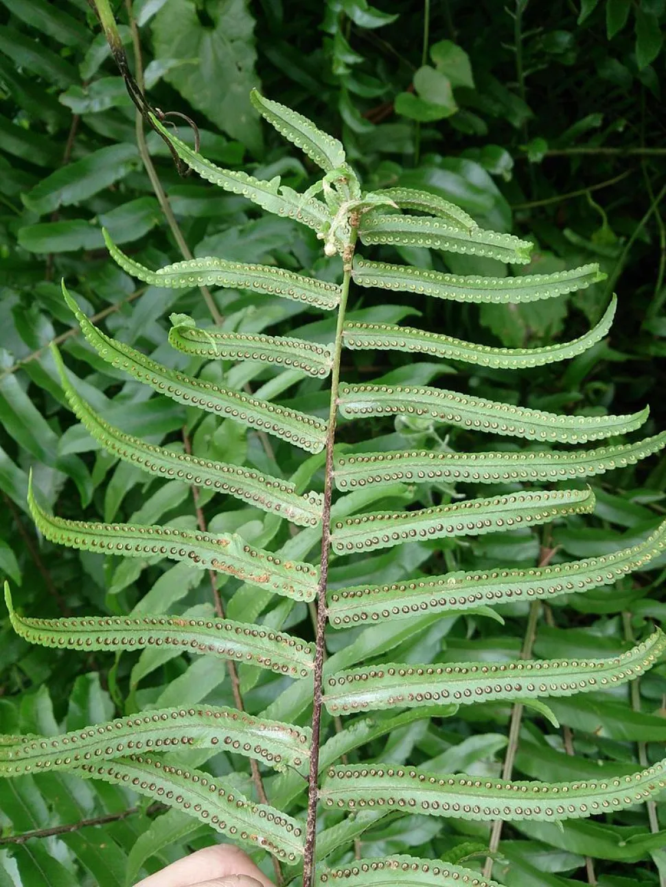Llagas de Nephrolepis biserrata