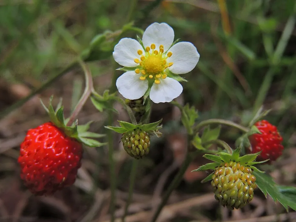 Bloem en vrucht Fragaria vesca