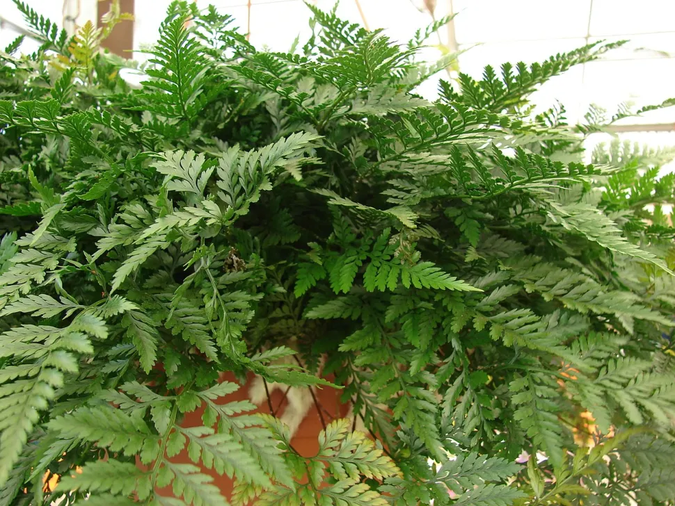Frondes de feto pé de coelho