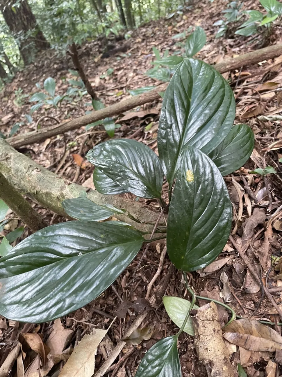 Foglie intere Monstera pinnatipartita