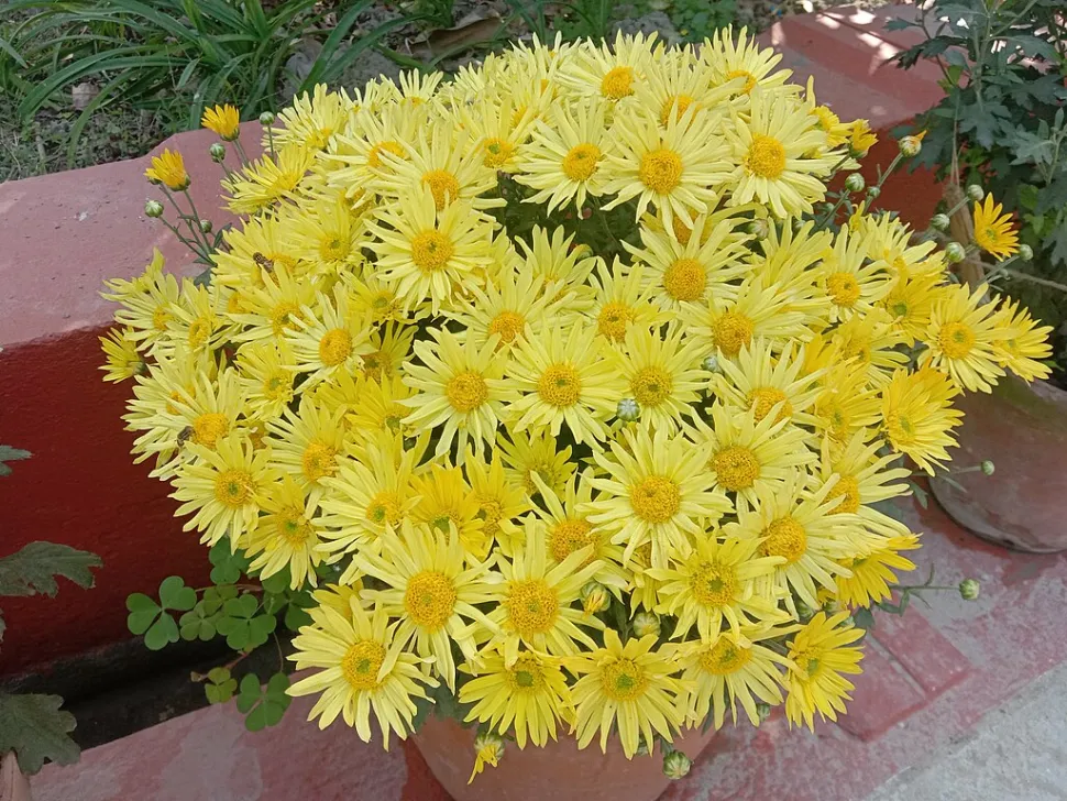 Gelbe Gartenchrysantheme