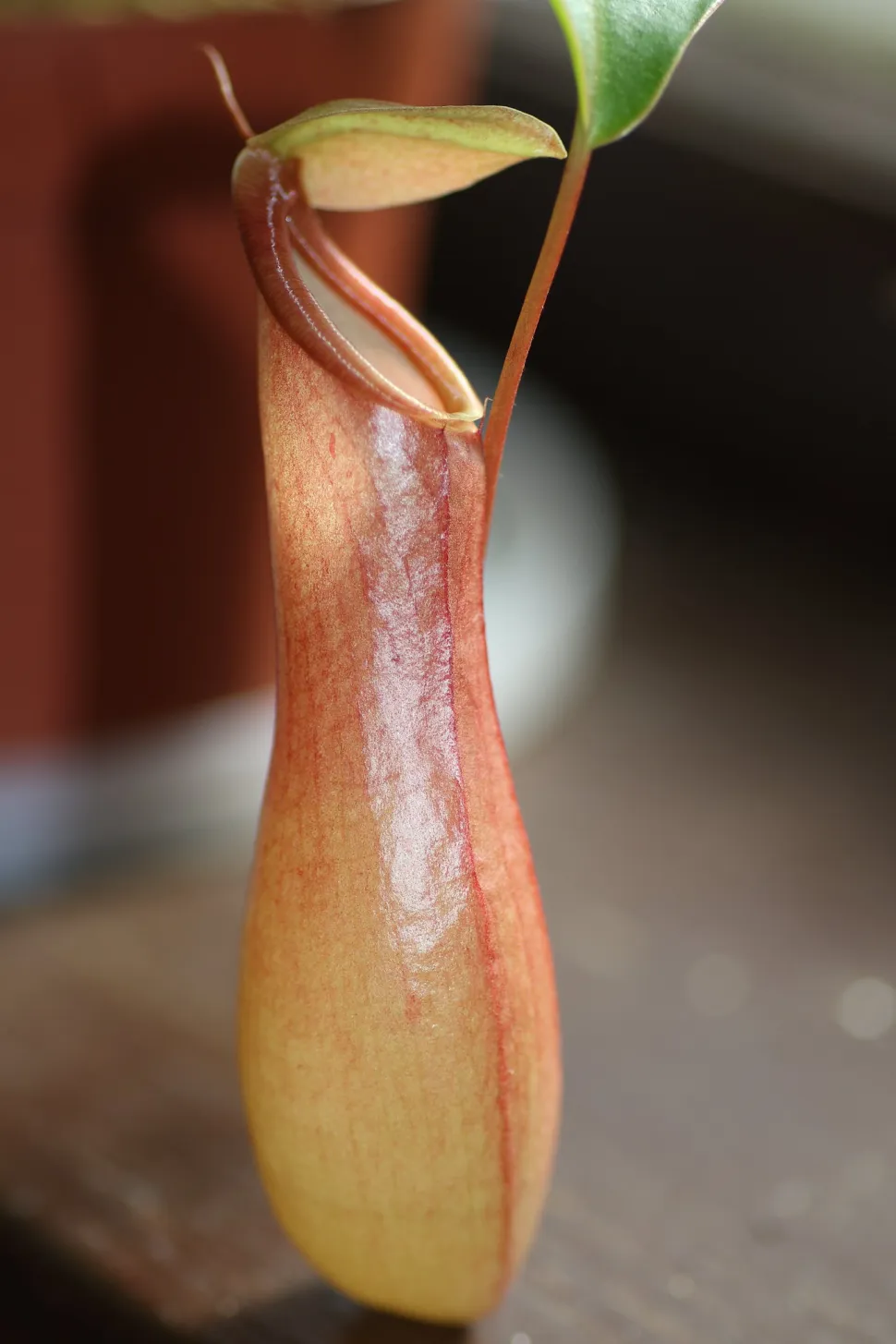 Nepenthes ventrata urn