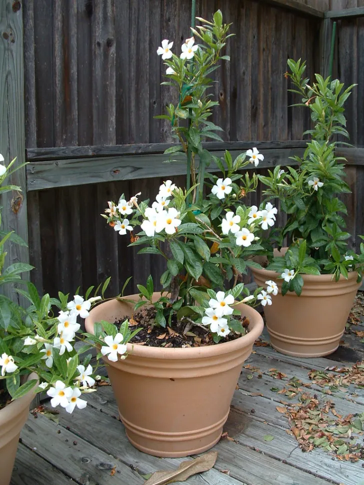 Mandevilla laxa Gelsomino del Cile in vaso